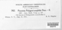 Puccinia polygoni-amphibii image